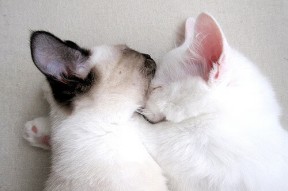 爱游戏登录-德甲转会：多支劲旅补强中场，争夺联赛冠军，德甲转会一览